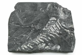 Fossil Seed Fern (Alethopteris) Plate - Pennsylvania #352352