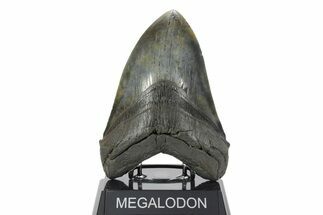 Colorful Fossil Megalodon Tooth - South Carolina #353105