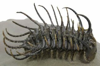 Spiny Koneprusia Trilobite - Foum Zguid, Morocco #353077