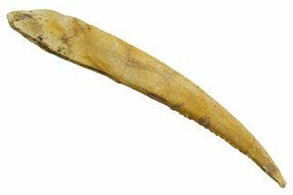 Fossil Shark (Asteracanthus) Dorsal Spine - Kem Kem Beds #353094