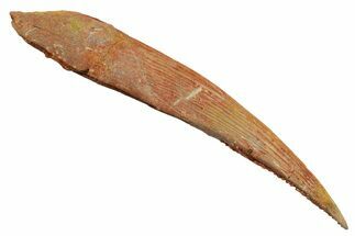 Fossil Shark (Hybodus) Dorsal Spine - Kem Kem Beds, Morocco #353143