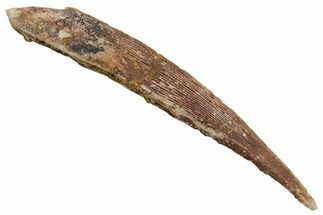 Fossil Shark (Hybodus) Dorsal Spine - Kem Kem Beds, Morocco #353146