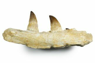 Fossil Mosasaur (Thalassotitan) Jaw Section with Teeth - Morocco #353152