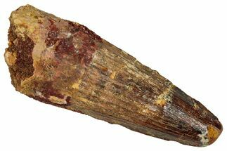 Fossil Spinosaurus Tooth - Feeding Worn Tip #353051