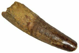 Fossil Spinosaurus Tooth - Real Dinosaur Tooth #353060