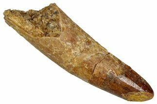 Fossil Spinosaurus Tooth - Feeding Worn Tip #353065