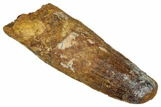 Fossil Spinosaurus Tooth - Real Dinosaur Tooth #353073