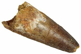 Fossil Spinosaurus Tooth - Real Dinosaur Tooth #353079