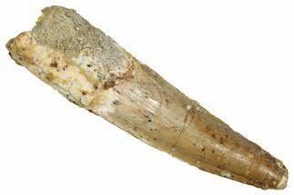 Fossil Spinosaurus Tooth - Real Dinosaur Tooth #353095