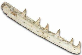 Fossil Mosasaur (Platecarpus) Jaw Section with Teeth - Morocco #353155
