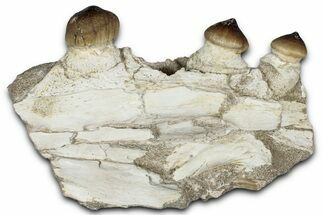 Crushing Mosasaur (Igdamanosaurus) Jaw Section - Morocco #353157