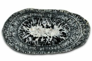 Polished Orbicular Granite Section - Western Australia #353167