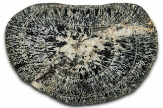Polished Orbicular Granite Section - Western Australia #353168