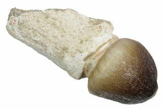 Rooted Crushing Mosasaur (Igdamanosaurus) Tooth - Morocco #353187