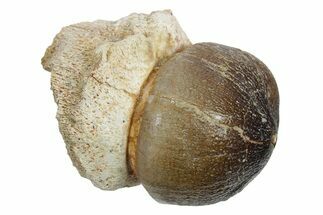 Fossil Crushing Mosasaur (Igdamanosaurus) Tooth - Morocco #353188