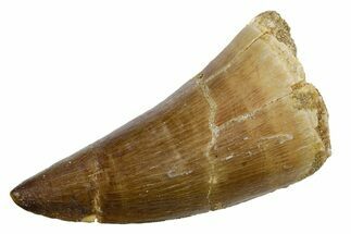 Fossil Mosasaur (Mosasaurus) Tooth - Morocco #353195