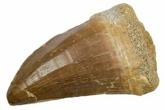Fossil Mosasaur (Hainosaurus) Tooth - Morocco #353205