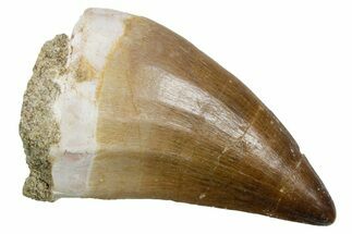 Fossil Mosasaur (Hainosaurus) Tooth - Morocco #353208