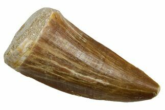 Fossil Mosasaur (Hainosaurus) Tooth - Morocco #353210