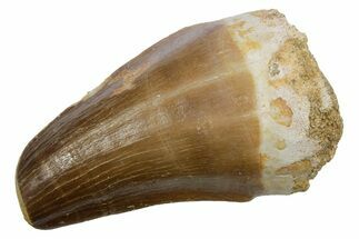 Fossil Mosasaur (Hainosaurus) Tooth - Feeding Worn Tip #353213