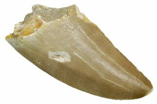 Fossil Mosasaur (Hainosaurus) Tooth - Morocco #353215