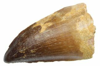 Large Fossil Mosasaur (Thalassotitan) Tooth - Morocco #353219