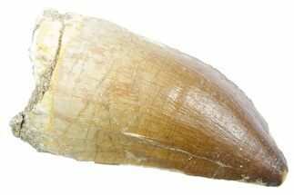 Fossil Mosasaur (Thalassotitan) Tooth - Morocco #353226