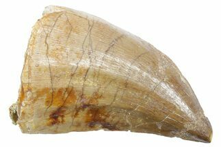 Fossil Mosasaur (Thalassotitan) Tooth - Morocco #353227