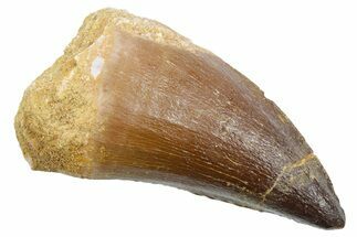 Fossil Mosasaur (Thalassotitan) Tooth - Morocco #353229