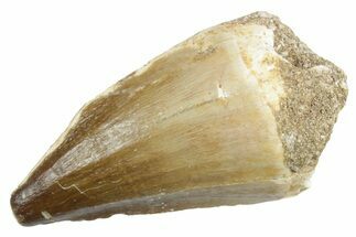Fossil Mosasaur (Thalassotitan) Tooth - Morocco #353246