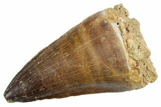 Fossil Mosasaur (Thalassotitan) Tooth - Morocco #353249