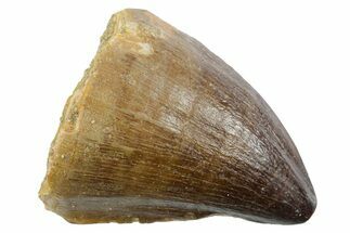 Fossil Mosasaur (Thalassotitan) Tooth - Morocco #353259