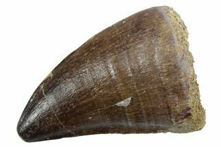 Fossil Mosasaur (Thalassotitan) Tooth - Morocco #353261