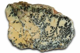 Polished Dendritic Opal Section - Western Australia #353276