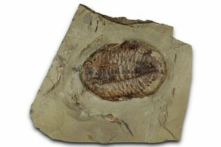 Premium Specimens For Sale