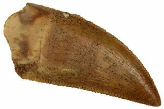 Serrated Raptor Tooth - Real Dinosaur Tooth #353385