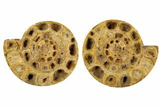 Cut & Polished Jurassic Ammonite (Perisphinctes) Fossil #344940