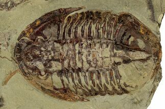 Colorful Asaphid Trilobite With Antennae - Fezouata Formation #353346