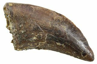 Serrated, Tyrannosaur (Nanotyrannus) Tooth - Montana #353335