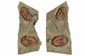 Two Colorful Asaphid Trilobites With Antennae - Pos/Neg #353368