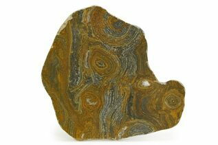 Stromatolites  For Sale