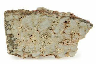 Paleoproterozoic Stromatolite (Eucapsiphora) Slab - Australia #353331