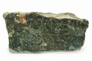 Polished Stromatolite (Alcheringa) Section - Billion Years #353341