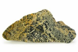 Premium Specimens For Sale