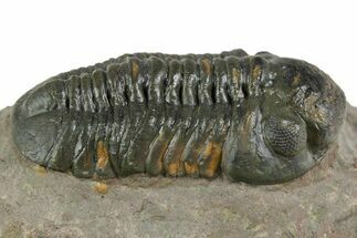 Prone Reedops Trilobite - Atchana, Morocco #351917