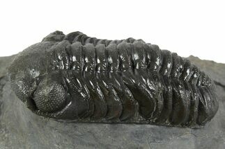 Detailed Austerops Trilobite - Ofaten, Morocco #351918