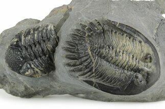 Multi-Toned Mrakibina Trilobite with Morocops - Mrakib, Morocco #353043