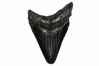 Juvenile Megalodon Tooth - South Carolina #353302