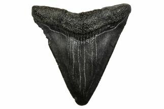 Juvenile Megalodon Tooth - South Carolina #353303