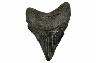 Serrated, Juvenile Megalodon Tooth - South Carolina #353304